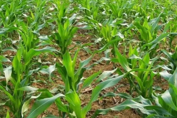 凤田D005玉米种子介绍，中等肥力以上地块栽培