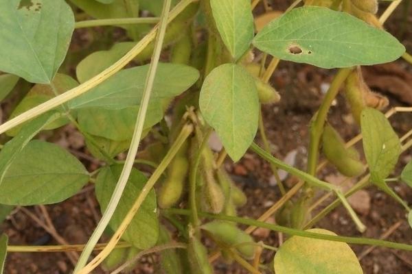 邯豆30大豆种子特点，适宜播期6月上中旬