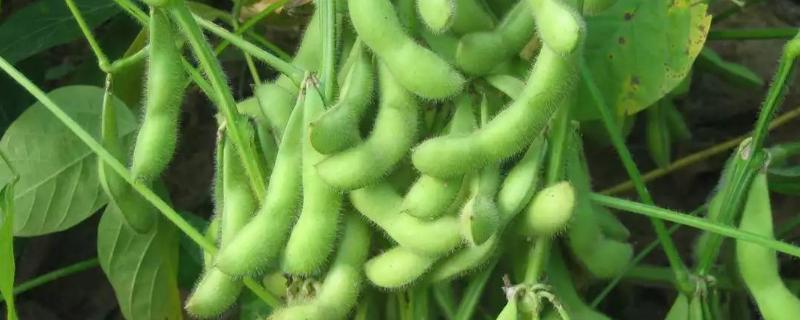 邯豆30大豆种子特点，适宜播期6月上中旬