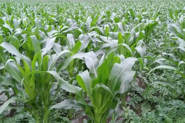 SAU2141玉米种子特点，夏播平均生育期101.8天