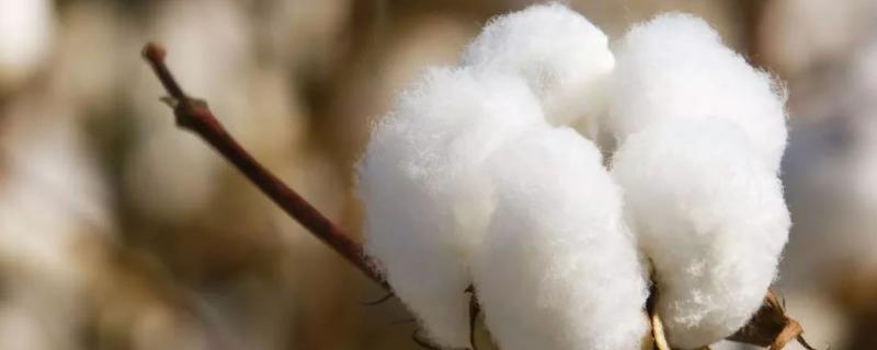 冀棉632棉花种子特征特性，覆膜地4月中旬播种