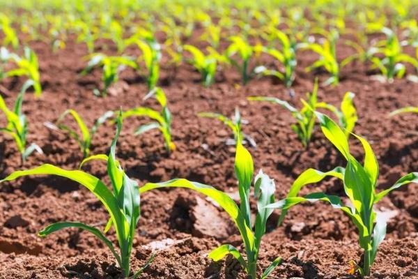 贵白玉2号玉米品种的特性，注意防治丝黑穗病