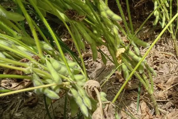 延豆11号大豆种子特点，中抗灰斑病
