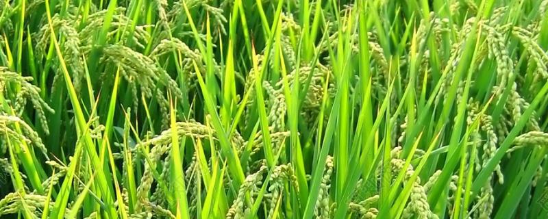 汉两优丰玉占水稻种子简介，秧田亩播种量10公斤左右