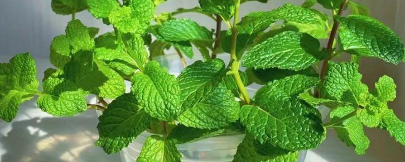 水养薄荷养得茂盛的方式，要做好定期换水