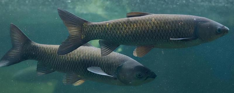 青鱼的活动深度，常栖息于4-6米深的水层中