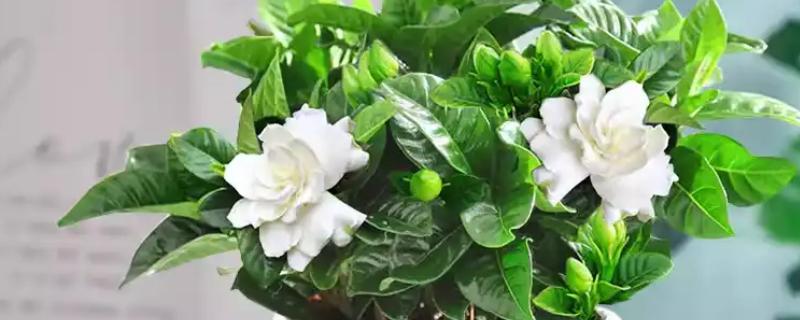 冬天怎么养殖栀子花，每天晒光5小时左右