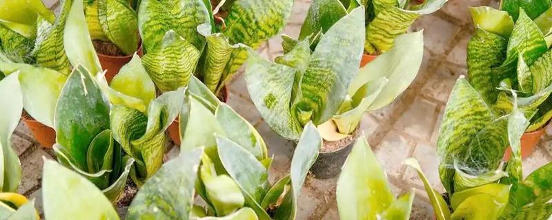 虎皮兰的换盆注意事项，换盆后不可马上浇水和晒太阳