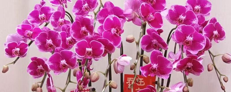 哪种蝴蝶兰有香味，主要有黄花蝴蝶兰、红花蝴蝶兰