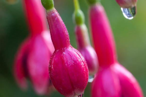 吊钟海棠如何浇水，夏季2-3天给水一次