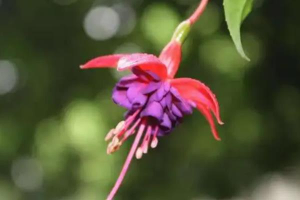 吊钟海棠如何浇水，夏季2-3天给水一次