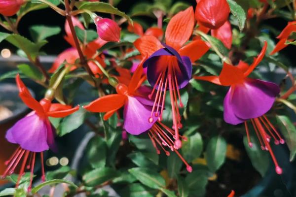 吊钟海棠如何浇水，夏季2-3天给水一次