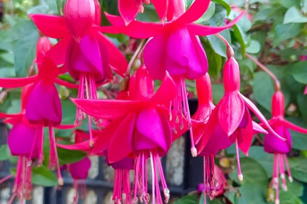 吊钟海棠如何浇水，夏季2-3天给水一次