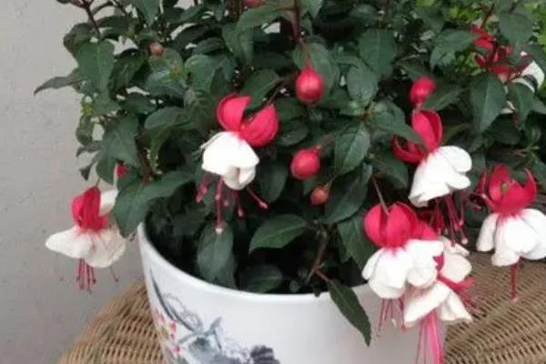 吊钟海棠如何浇水，夏季2-3天给水一次