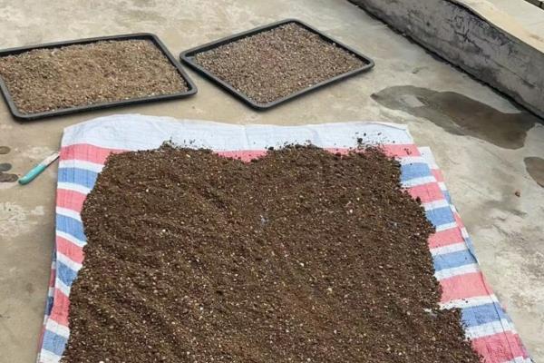 吊钟海棠如何浇水，夏季2-3天给水一次