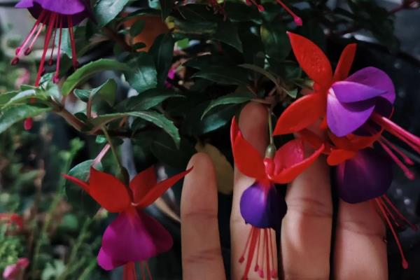 吊钟海棠如何浇水，夏季2-3天给水一次