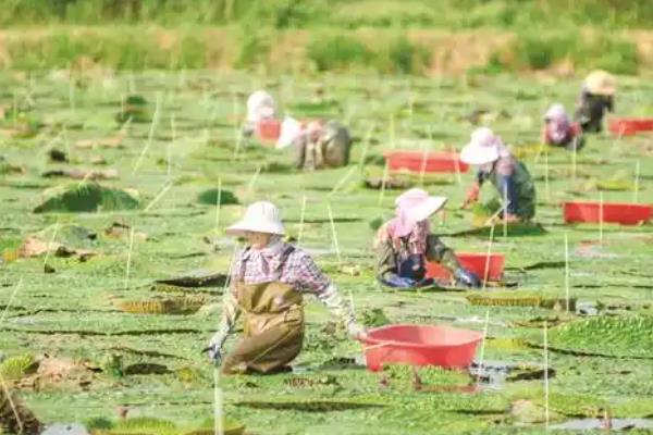 长在水里的水果有哪些，有荸荠、菱角等