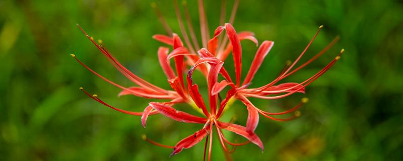 彼岸花花期如何浇水，需要防止使用碱性水