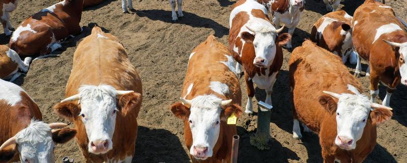 我国大型的肉牛养殖场，多集中山东、宁夏等地