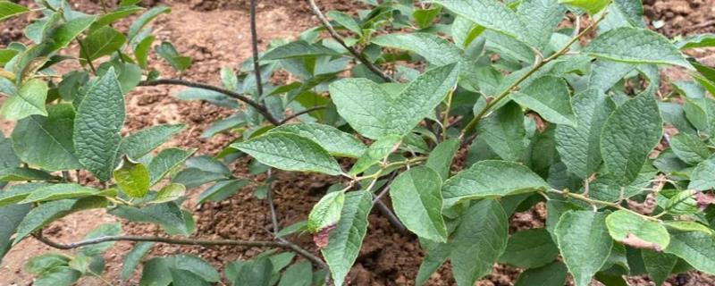 北美冬青为什么叶子发黑，缺少阳光需转移到向阳环境中