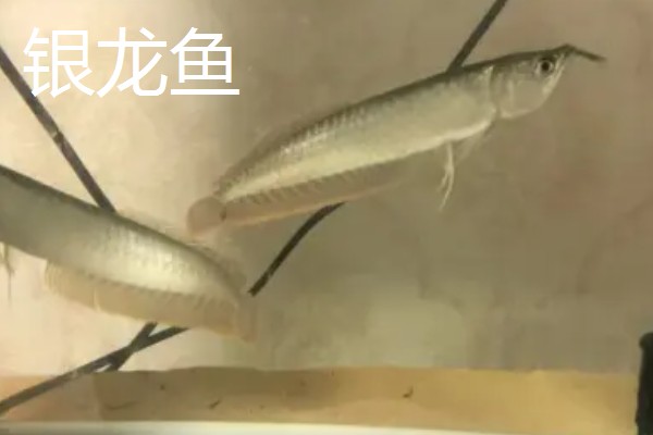 鱼类吃泥鳅的好处,可以促进其发育