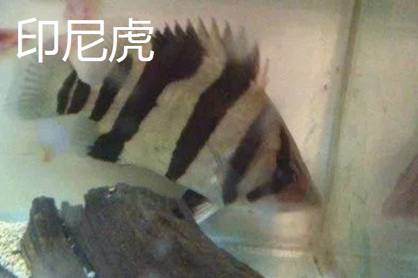 鱼类吃泥鳅的好处,可以促进其发育