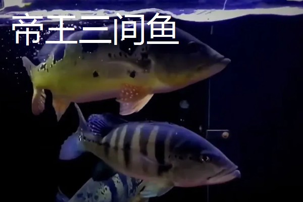 鱼类吃泥鳅的好处,可以促进其发育