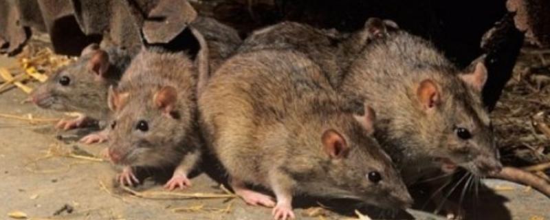 什么是鼠疫，是由鼠疫杆菌引起的