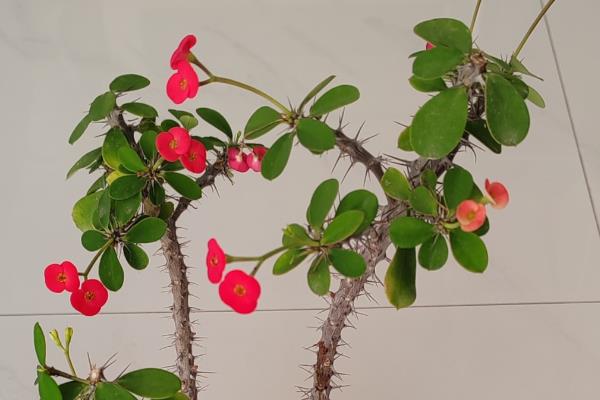 虎刺梅的花期，一年四季均可开花