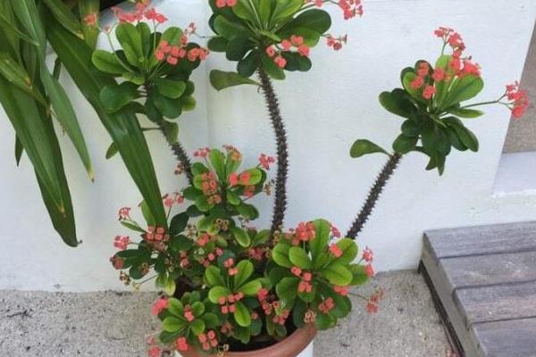 虎刺梅的花期，一年四季均可开花