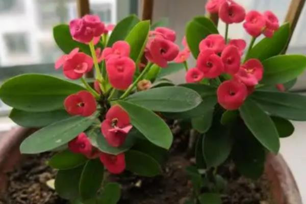 虎刺梅的花期，一年四季均可开花