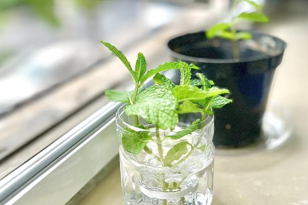 水养薄荷养得茂盛的方式，要做好定期换水