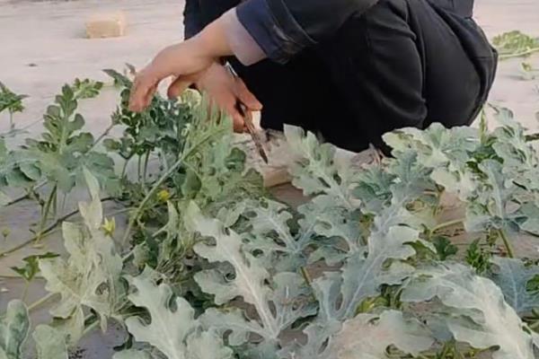 如何种西瓜,播种前将种子晾晒2天
