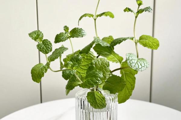 水养薄荷养得茂盛的方式，要做好定期换水