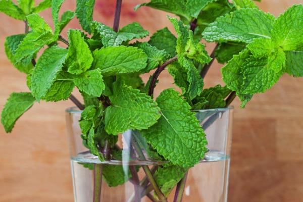 水养薄荷养得茂盛的方式，要做好定期换水