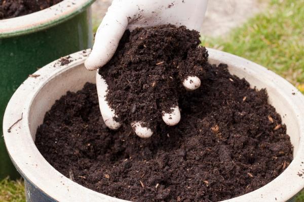 水养薄荷养得茂盛的方式，要做好定期换水