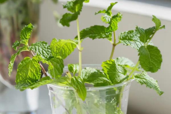 水养薄荷养得茂盛的方式，要做好定期换水