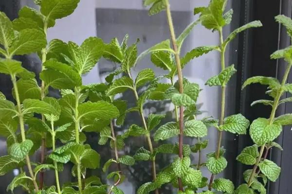 水养薄荷养得茂盛的方式，要做好定期换水