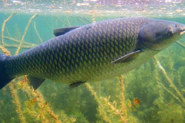 青鱼的活动深度，常栖息于4-6米深的水层中