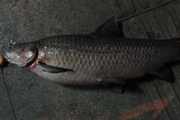 青鱼的活动深度，常栖息于4-6米深的水层中