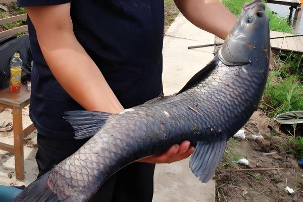 青鱼的活动深度，常栖息于4-6米深的水层中