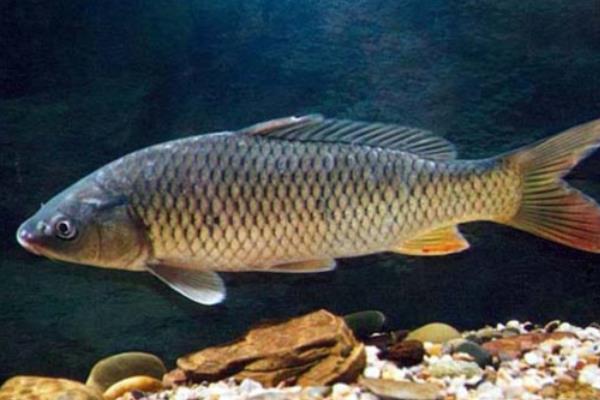 青鱼的活动深度，常栖息于4-6米深的水层中