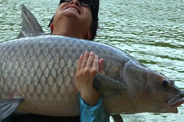 青鱼的活动深度，常栖息于4-6米深的水层中