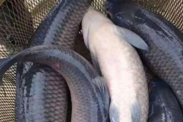 青鱼的活动深度，常栖息于4-6米深的水层中