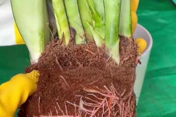 虎皮兰的换盆注意事项，换盆后不可马上浇水和晒太阳