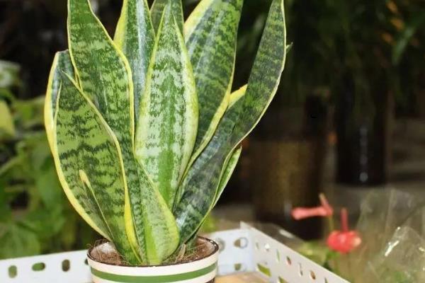 虎皮兰的换盆注意事项，换盆后不可马上浇水和晒太阳