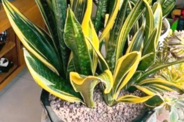 虎皮兰的换盆注意事项，换盆后不可马上浇水和晒太阳