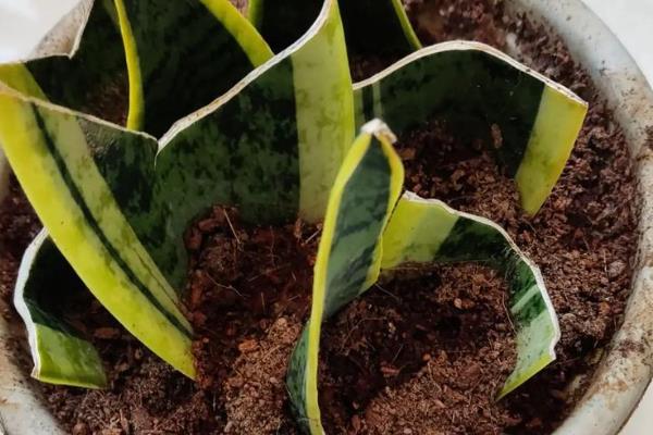 虎皮兰的换盆注意事项，换盆后不可马上浇水和晒太阳