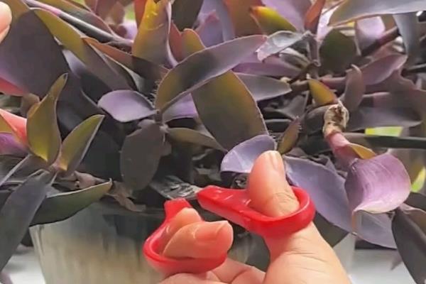 紫竹梅如何摘心，茎叶顶端的生长点剪除掉即可