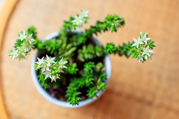 白花小松的繁殖方法，以播种和扦插为主